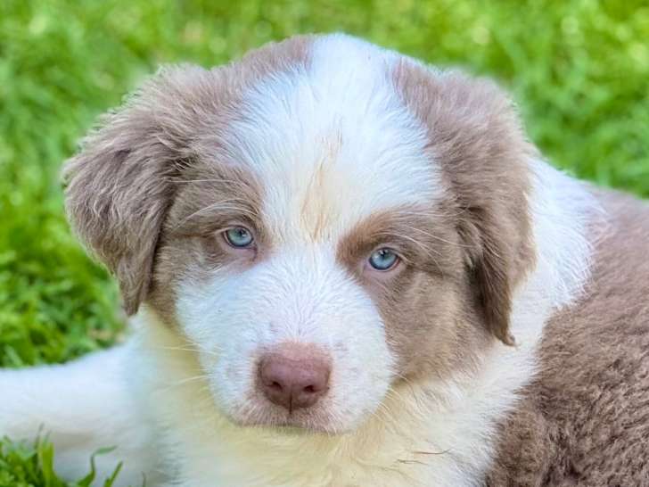 Chiots Berger Australien avec pedigree à vendre