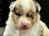 Chiots Berger Australien avec pedigree à vendre