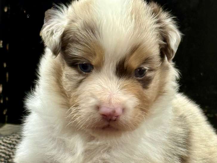 Chiots Berger Australien avec pedigree à vendre