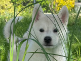 2 jolis chiots Husky Sibérien à vendre
