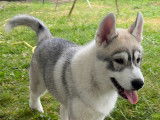 2 jolis chiots Husky LOF à vendre