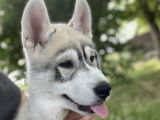 2 jolis chiots Husky LOF à vendre