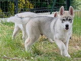 2 jolis chiots Husky LOF à vendre
