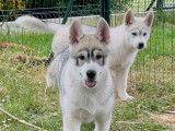 2 jolis chiots Husky LOF à vendre