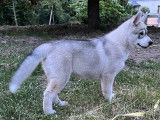 2 jolis chiots Husky LOF à vendre