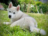 2 jolis chiots Husky LOF à vendre