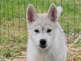 2 jolis chiots Husky LOF à vendre
