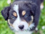 Chiot femelle Berger Australien LOF à vendre