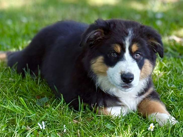 Chiot femelle Berger Australien LOF à vendre