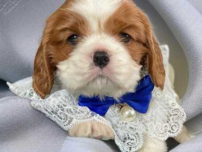 Adorable chiots mâle