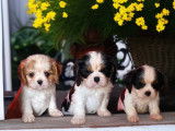 Chiots Cavaliers King Charles LOF à vendre