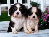 Chiots Cavaliers King Charles LOF à vendre