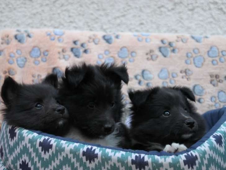 Chiots de race Berger des Shetland