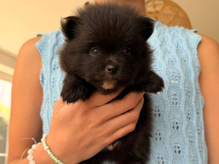 Chiots Spitz Nain Poméranien à vendre