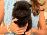Chiots Spitz Nain Poméranien à vendre