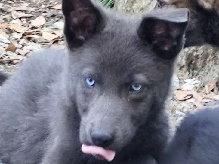 Chiots Loup Shepherd à vendre