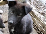 Chiots Loup Shepherd à vendre