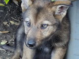 Chiots Loup Shepherd à vendre