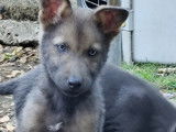 Chiots Loup Shepherd à vendre