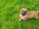 Chiot femelle Malinois LOF à vendre