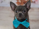 Mâle Chihuahua bleu disponible pour saillie