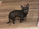 Mâle Chihuahua bleu disponible pour saillie