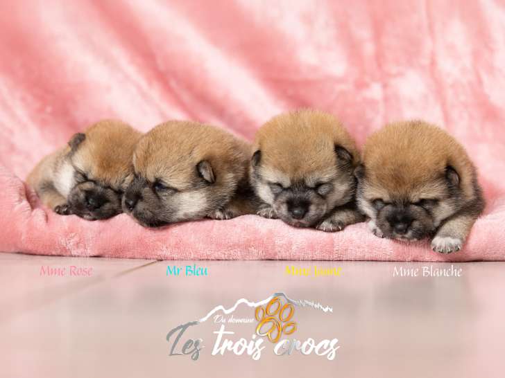 Chiots Shiba Inu LOF à vendre