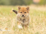 Chiots Shiba Inu LOF à vendre