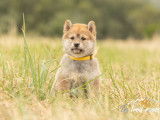 Chiots Shiba Inu LOF à vendre