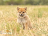 Chiots Shiba Inu LOF à vendre