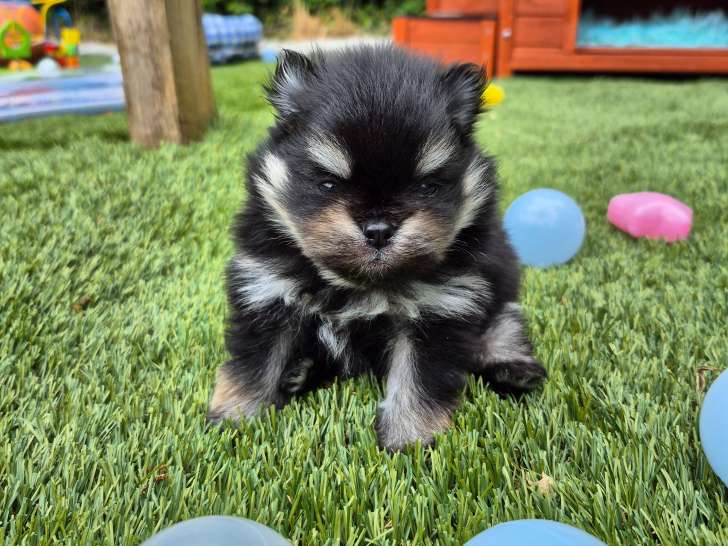 Male black and tan