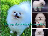 Ace dernier magnifique Spitz pomeranien disponible immédiatement