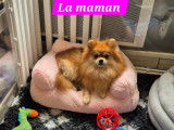 Ace dernier magnifique Spitz pomeranien disponible immédiatement