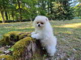 Ace dernier magnifique Spitz pomeranien disponible immédiatement