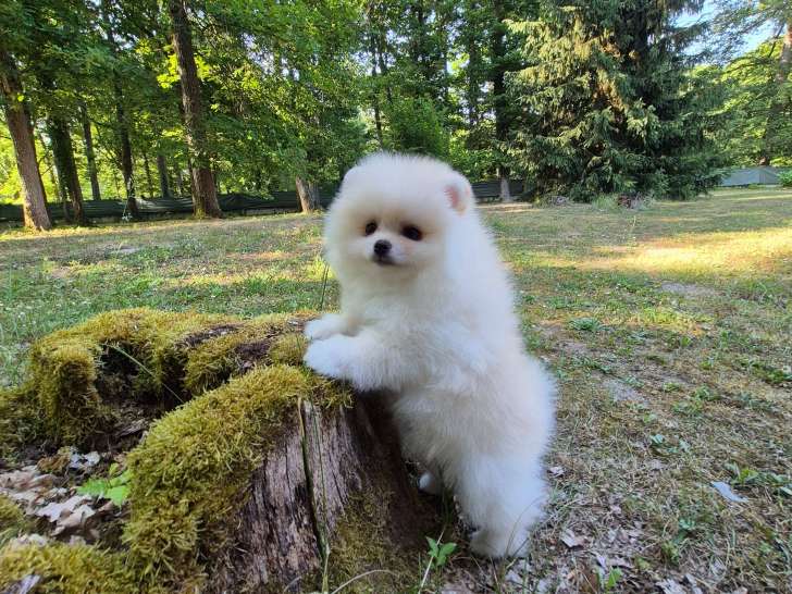 Ace dernier magnifique Spitz pomeranien disponible immédiatement
