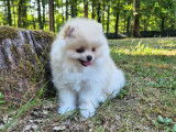 Ace dernier magnifique Spitz pomeranien disponible immédiatement