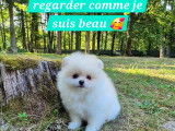 Ace dernier magnifique Spitz pomeranien disponible immédiatement
