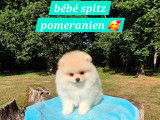 Ace dernier magnifique Spitz pomeranien disponible immédiatement