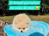 Ace dernier magnifique Spitz pomeranien disponible immédiatement