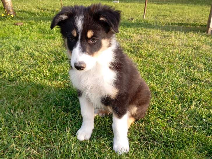 Chiots Border Collie tricolores