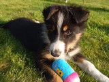 Chiots Border Collie tricolores