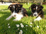 Chiots Border Collie tricolores