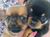 Chiots de type Chihuahua à vendre