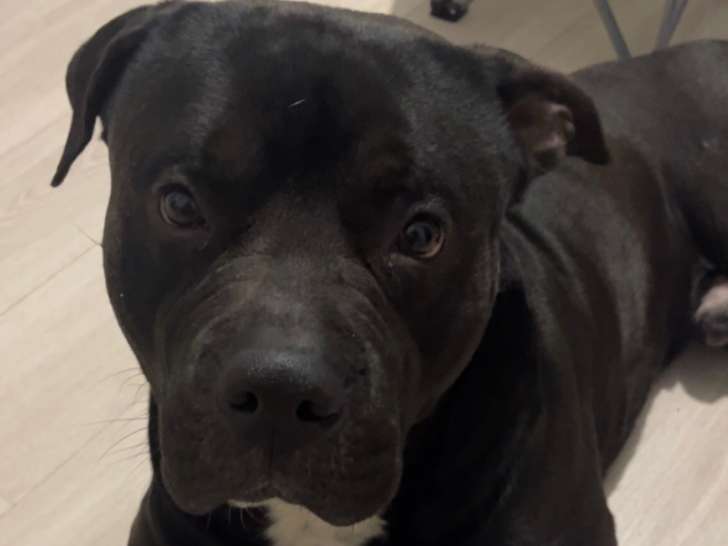 Chien adulte de race American Bully Mâle à donner