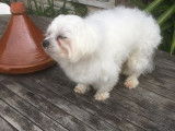 Mâle Bichon Maltais disponible pour saillie