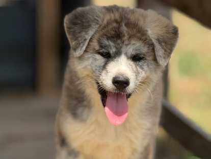 Chiots Akita Inu blancs et bringés LOF à vendre