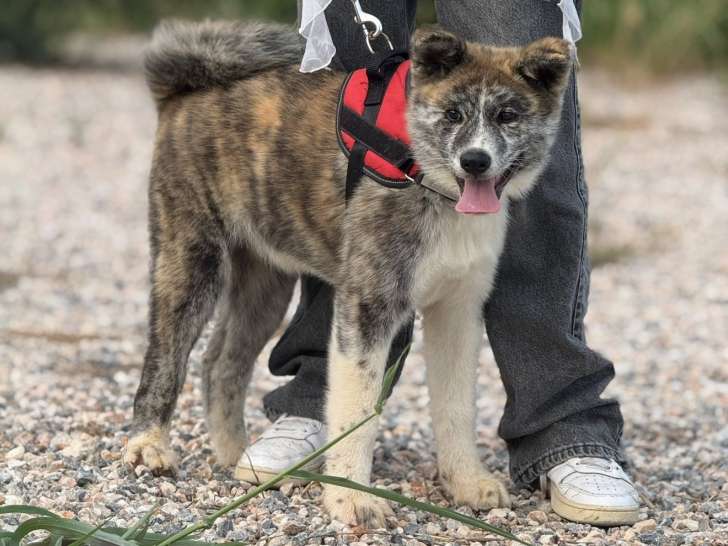 Chiots Akita Inu blancs et bringés LOF à vendre