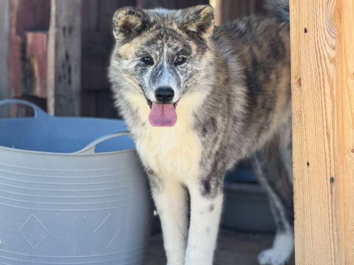 Chiots Akita Inu blancs et bringés LOF à vendre