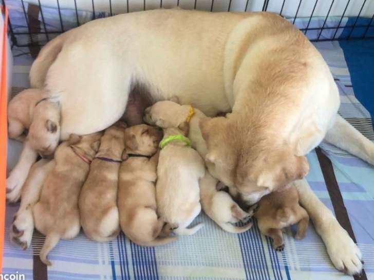Chiots Labrador Retriever LOF sable clair et foncé à vendre