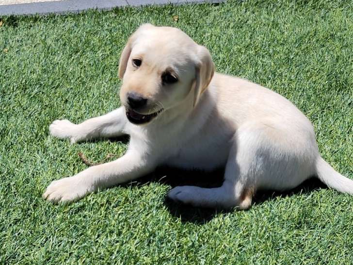 Chiots Labrador Retriever LOF sable clair et foncé à vendre